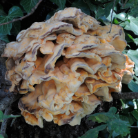 laetiporus_sulphureus2md