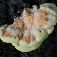 laetiporus_sulphureus8md