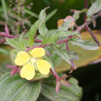 ludwigia_octovalvis5md