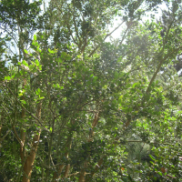 Luma apiculata (Myrte du Chili)
