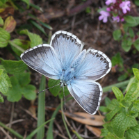 Lysandra coridon (Argus bleu nacré)