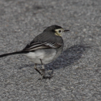 Motacilla_yarrellii3