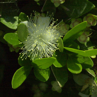 myrtus_communis2md