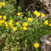 Narcissus bulbocodium (Trompette de Méduse)