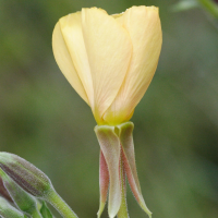 oenothera_fallax4md