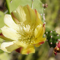 opuntia_monacantha3md (Opuntia monacantha)