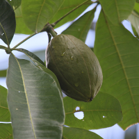 pachira_aquatica4bd