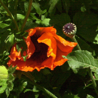 papaver_orientale2md