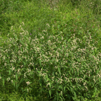 persicaria_lapathifolia2md