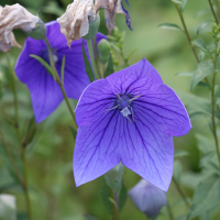 Platycodon grandiflorus (Platycodon)