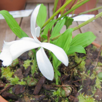 pleione_formosana_alba1bd (Pleione formosana)