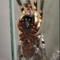 poecilotheria_fasciata3md