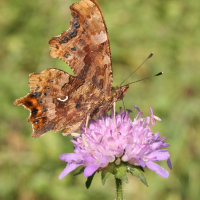 polygonia_c-album6sd (Polygonia c-album)