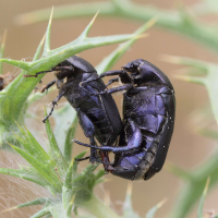 Protaetia afflicta (Cétoine)