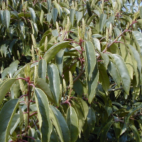 Prunus lusitanica (Laurier du Portugal)