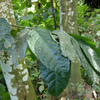 quararibea_turbinata2md (Quararibea turbinata)