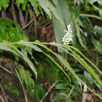 Renealmia pyramidalis (Rénéalmia)