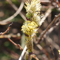 salix_arenaria4md (Salix repens ssp. repens var. dunensis)