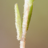 sedum_hirsutum4md (Sedum hirsutum)