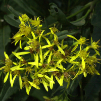 senecio_nemorensis3md