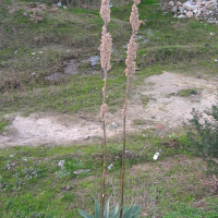 urginea_maritima3btd (Charybdis maritima)