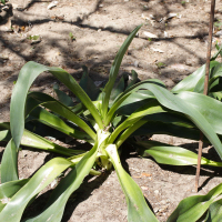urginea_maritima5md (Charybdis maritima)