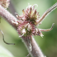xanthium_strumarium3md (Xanthium strumarium)