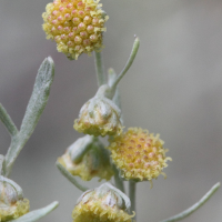 artemisia_absinthiummd (Artemisia absinthium)