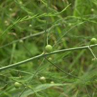 Asparagus_officinalis