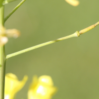 brassica_rapa_rapa4md (Brassica rapa ssp. rapa)