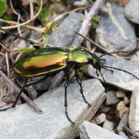 carabus_rutilans2md (Carabus rutilans)