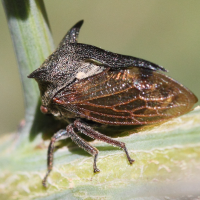 centrotus_cornutus4md (Centrotus cornutus)