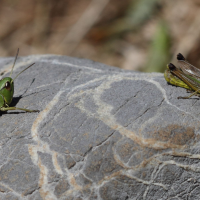 Pseudochorthippus parallelus (Criquet des pâtures)