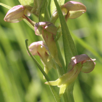 coeloglossum_viride3amd (Dactylorhiza viridis)