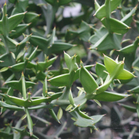 Colletia_paradoxa