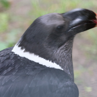 Corvus albicollis (Corbeau à nuque blanche)