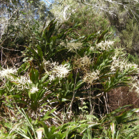 cordyline_mauritiana5md (Cordyline mauritiana)