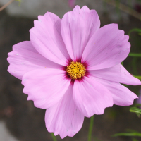 cosmos_bipinnatus2md