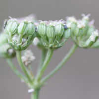 cyclospermum_leptophyllum4md (Cyclospermum leptophyllum)