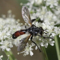 cylindromyia_sp2bd (Cylindromyia sp.)