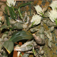 Dendrobium mimiense (Dendrobium)