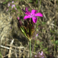 dianthus_carthusianorum2amd (Dianthus carthusianorum)