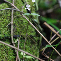 Disperis oppositifolia (Dispéride à feuilles opposées)