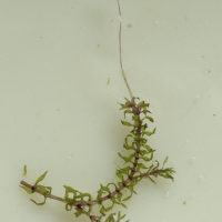 Elodea nuttallii (Elodée à feuilles étroites)