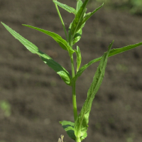 Epilobium_tetragonum