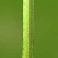 Epilobium_tetragonum