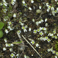 erophila_verna1bmd (Draba verna)