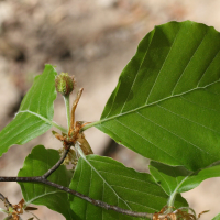 Fagus_sylvatica