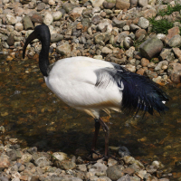 ibis_sacre_-_threskiornis_aethiopicus3md (Threskiornis aethiopicus)