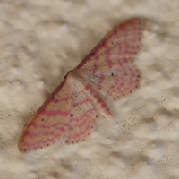 Idaea rhodogrammaria (Acidalie rougeâtre)